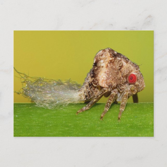 Missouri Pflanze Hopper nymph. Postkarte (Vorderseite)