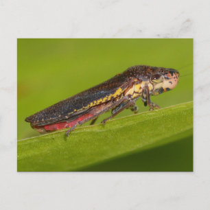 Missouri Pflanze Hopper. Postkarte
