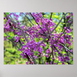 Missouri Redbud  Blütenbaum Foto Poster