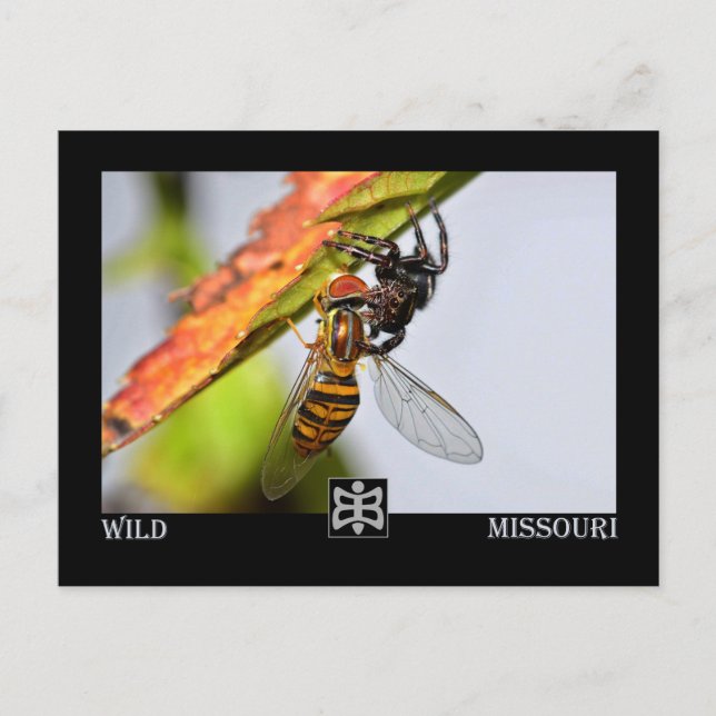 Missouri spinne mit Prey. Postkarte (Vorderseite)
