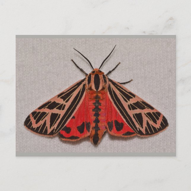 Missouri Tiger Moth. Postkarte (Vorderseite)