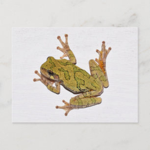 Missouri Tree Frog. Postkarte