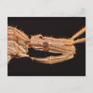 Missouri True Bug. Postkarte