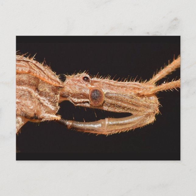 Missouri True Bug. Postkarte (Vorderseite)