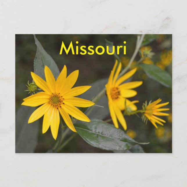 Missouri Yellow Wildblumen Postkarte (Vorderseite)