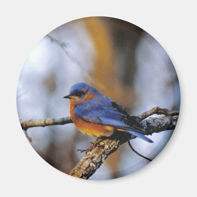 Missouris Bird Magnet (Vorne)