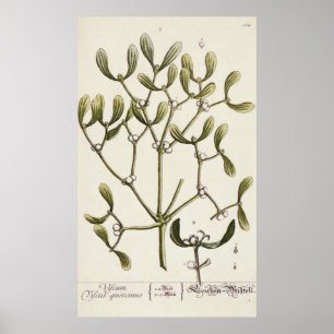 Mistelzweig von "einem neugierigen Kräuter", 1782 Poster