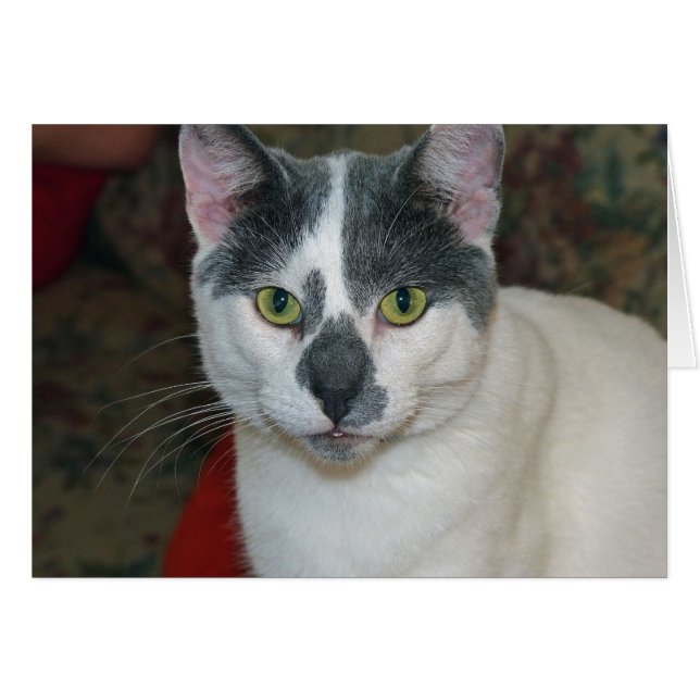 Mister Pants (Vorderseite (Horizontal))