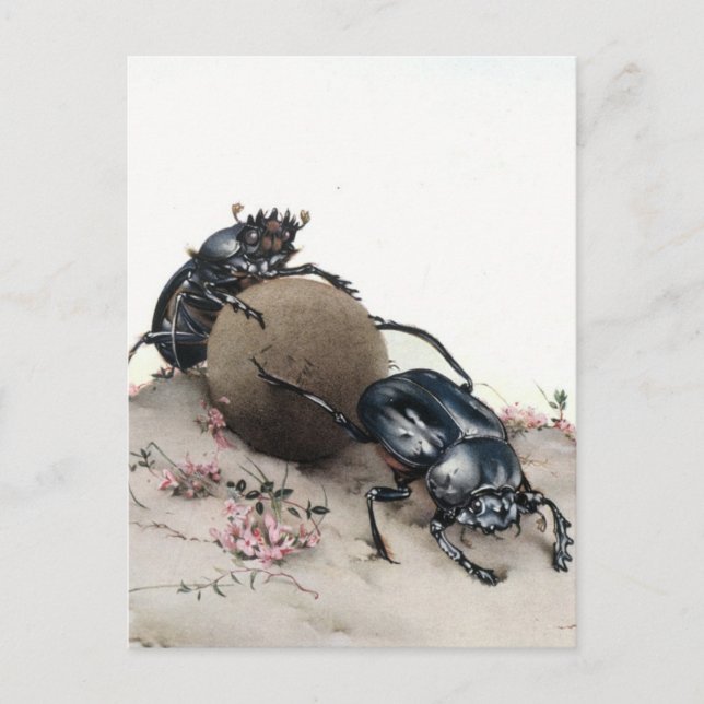 Mistkäfer Postkarte (Vorderseite)