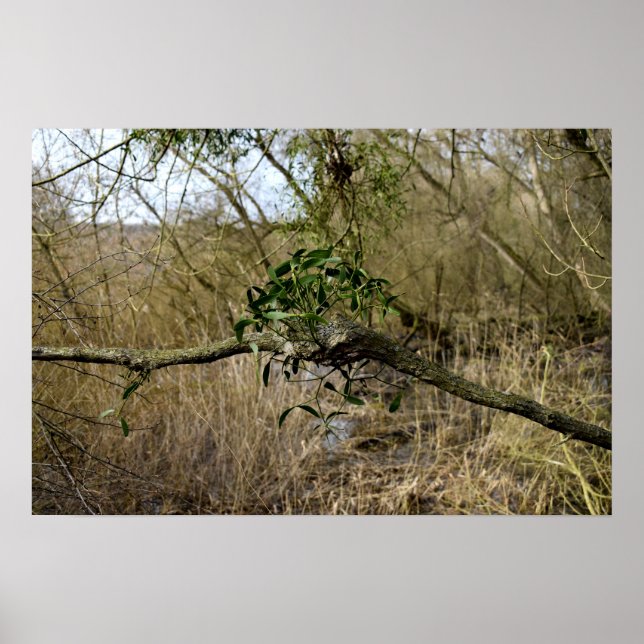 Mistletoe Poster (Vorne)