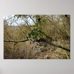 Mistletoe Poster