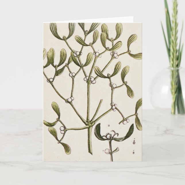 Mistletoe von 'A Curious Herbal', 1782 Feiertagskarte (Vorderseite)