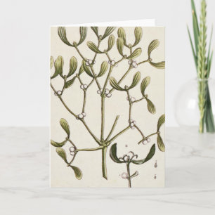 Mistletoe von 'A Curious Herbal', 1782 Feiertagskarte