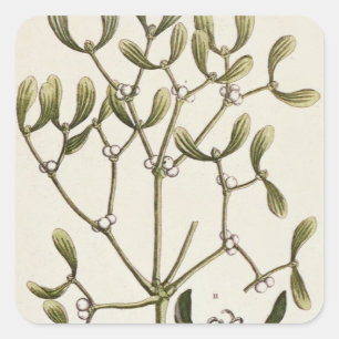 Mistletoe von 'A Curious Herbal', 1782 Quadratischer Aufkleber