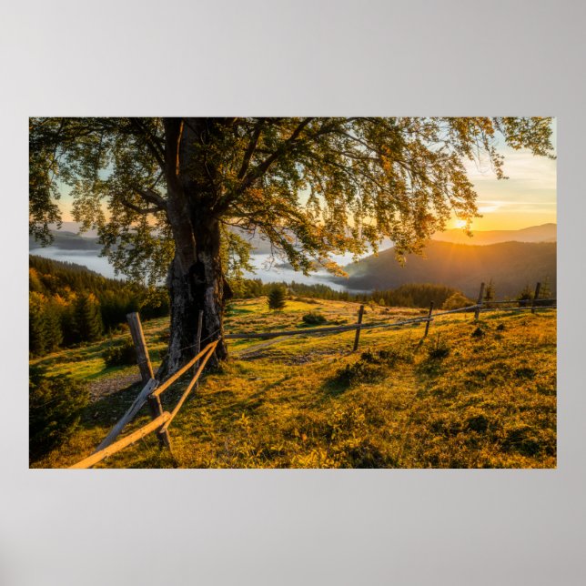 Misty Dawn in einem Wald Poster (Vorne)