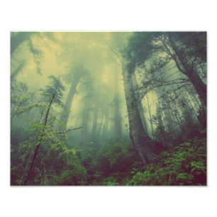 Misty Forest Fotodruck