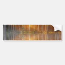 Misty Forest Scene