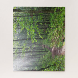 Misty Forest Trail auf dem Burg