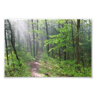Misty Forest Trail auf dem Burg Fotodruck