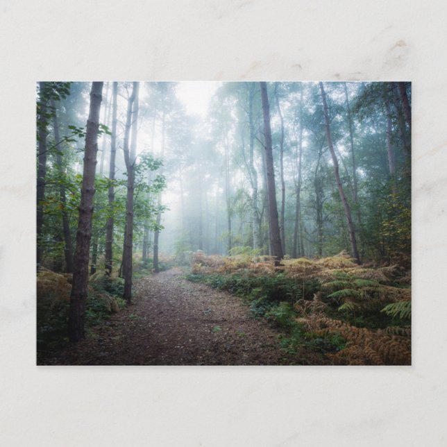 Misty Forest Walk Postkarte (Vorderseite)