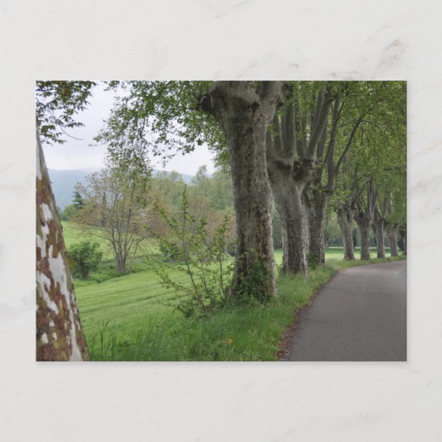 Misty Morgens in der Provence Postkarte (Vorderseite)