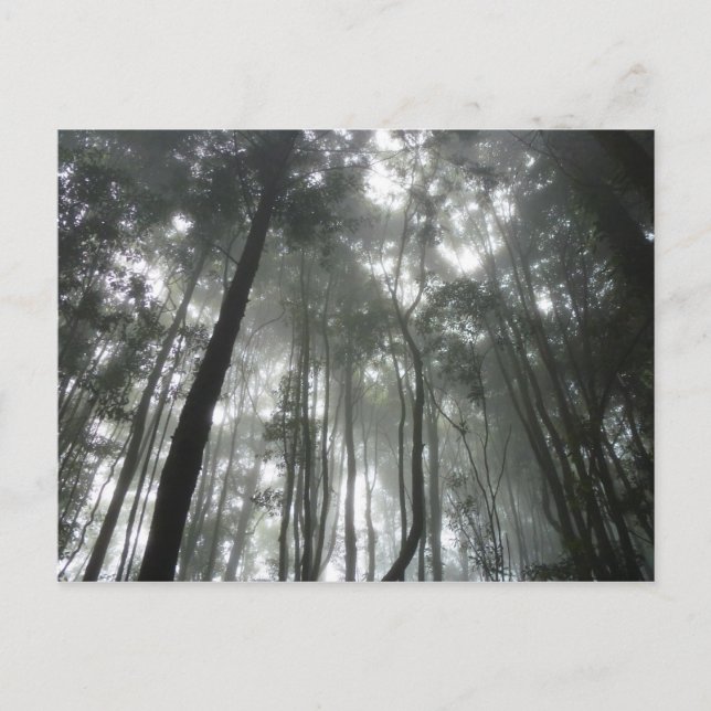 Misty Mountains Postcard Postkarte (Vorderseite)