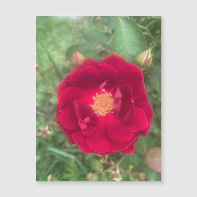 Misty Rose Magnet (Vorderseite)