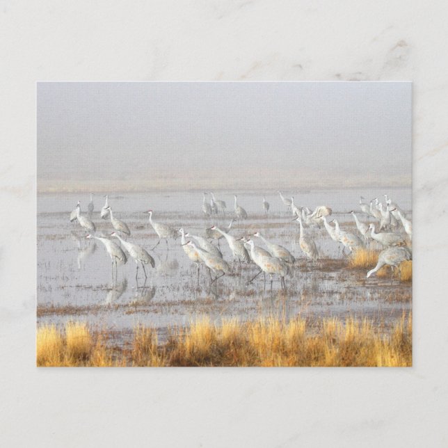 Misty Sandhill Cranes Postkarte (Vorderseite)