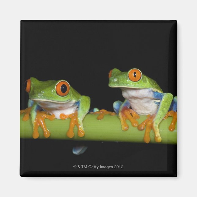 Mit Augen Baumfrösche (Agalychnis callidryas) Magnet (Vorne)