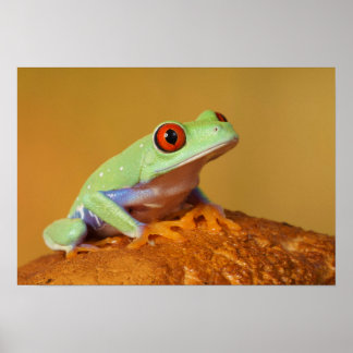 Mit Augen Frosch Poster