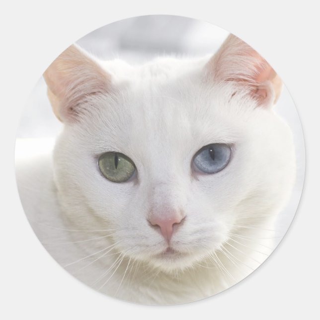 mit Augen Katze nah Runder Aufkleber (Vorderseite)
