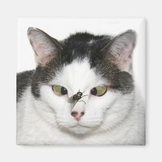 Mit Augen Katze überfliegen Magnet