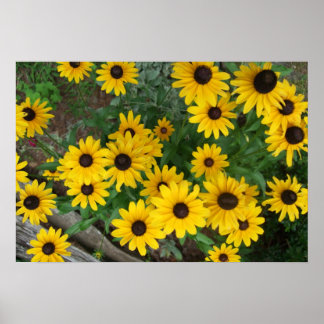 Mit Augen schwarzes Susan Poster/Print Poster