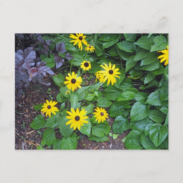 Mit Augen Susan-Foto Postkarte (Vorderseite)