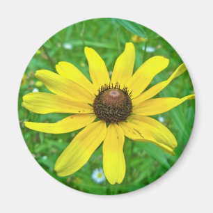 Mit Augen Susan-Wildblume-Koordinationselemente Magnet