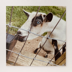 mit Augen Ziege