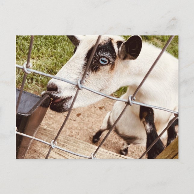 mit Augen Ziege Postkarte (Vorderseite)