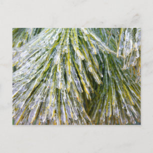 Mit Eis überzogene Kiefernnadeln Winter Botanik Postkarte