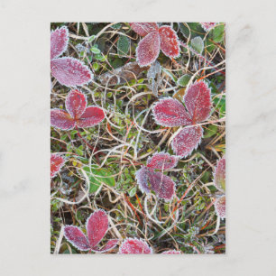 Mit Frost bedeckte Blätter, Kanada Postkarte
