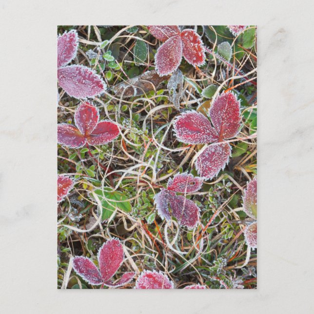 Mit Frost bedeckte Blätter, Kanada Postkarte (Vorderseite)
