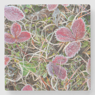 Mit Frost bedeckte Blätter, Kanada Steinuntersetzer