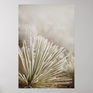 Mit Frost bedeckte Yucca im Winter Poster