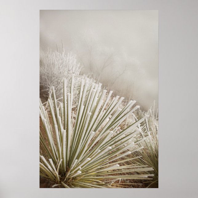 Mit Frost bedeckte Yucca im Winter Poster (Vorne)
