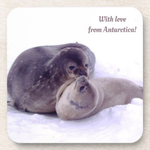Mit Liebe aus der Antarktis! Foto von Siegeln, Pel Getränkeuntersetzer