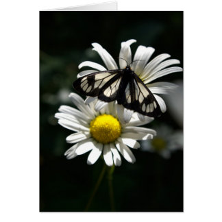 Mite de voiture de police et marguerites des prés