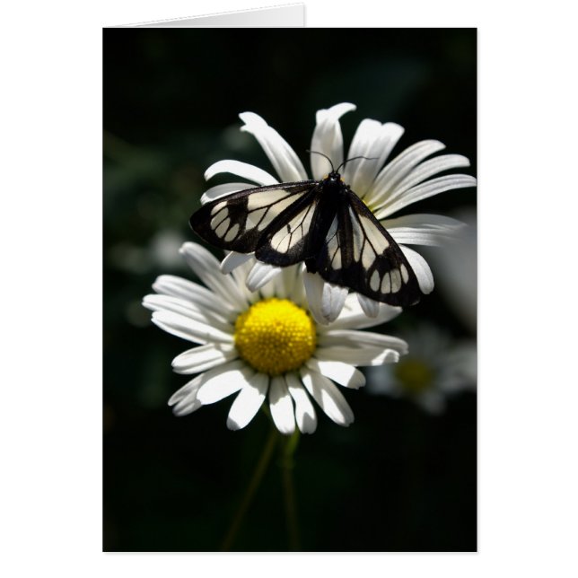 Mite de voiture de police et marguerites des prés (Devant)