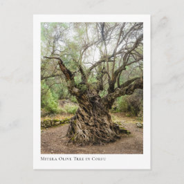 Mitera Olive Tree in Corfu Postkarte