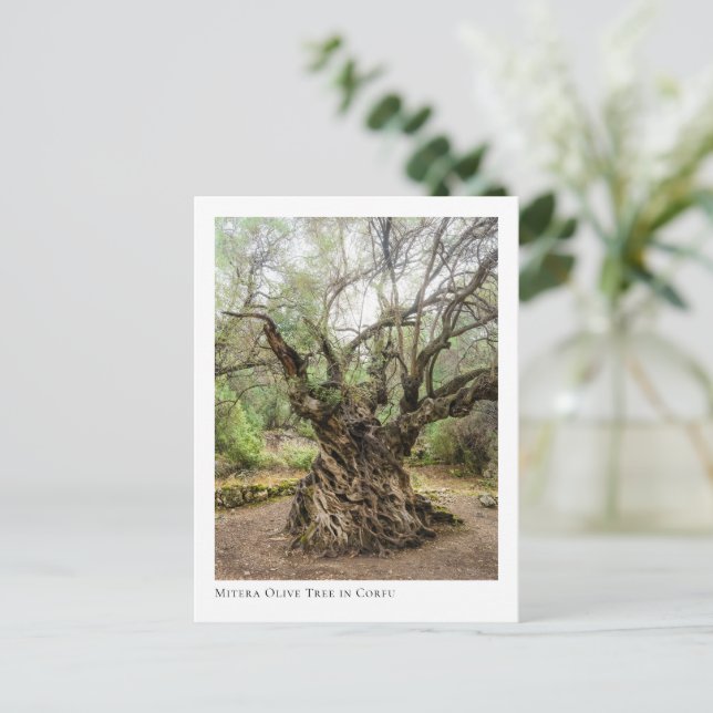 Mitera Olive Tree in Corfu Postkarte (Stehend Vorderseite)
