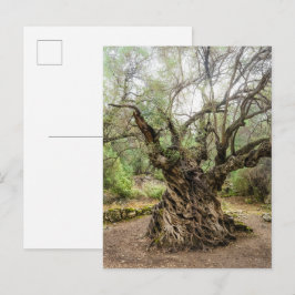 Mitera Olivenbaum auf Korfu Postkarte (ohne Text)
