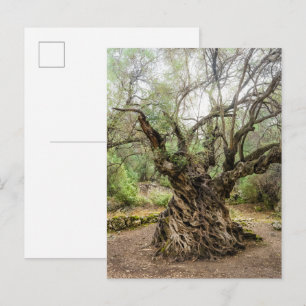 Mitera Olivenbaum auf Korfu Postkarte (ohne Text)